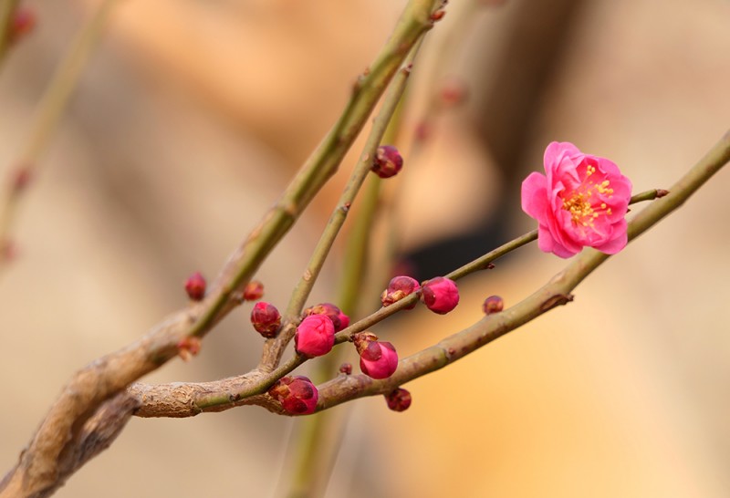 明城墻遺址早春三花