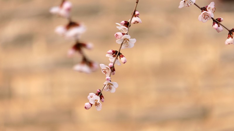 明城墻遺址早春三花