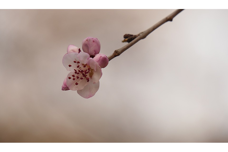 明城墻遺址早春三花