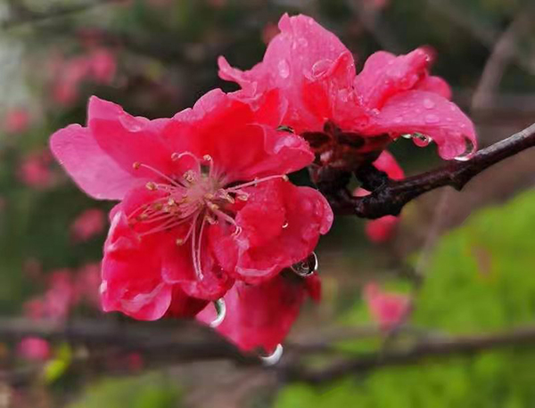 雨潤紅姿嬌——周家鴻手機(jī)拍圖