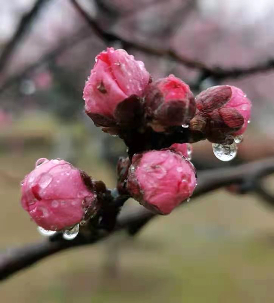 雨潤紅姿嬌——周家鴻手機(jī)拍圖