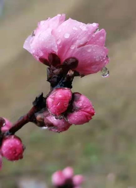 雨潤紅姿嬌——周家鴻手機(jī)拍圖