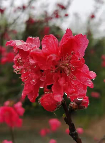 雨潤紅姿嬌——周家鴻手機(jī)拍圖