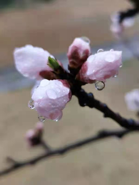 雨潤紅姿嬌——周家鴻手機(jī)拍圖