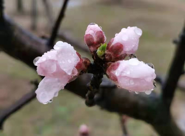 雨潤紅姿嬌——周家鴻手機(jī)拍圖