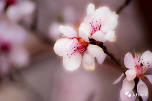 風(fēng)花雪月伴他行——讀王興舟《夢(mèng)里有幾朵花兒在開(kāi)》遐想