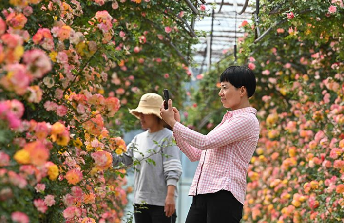 月季盛開時！關(guān)于賞花，這些信息值得關(guān)注