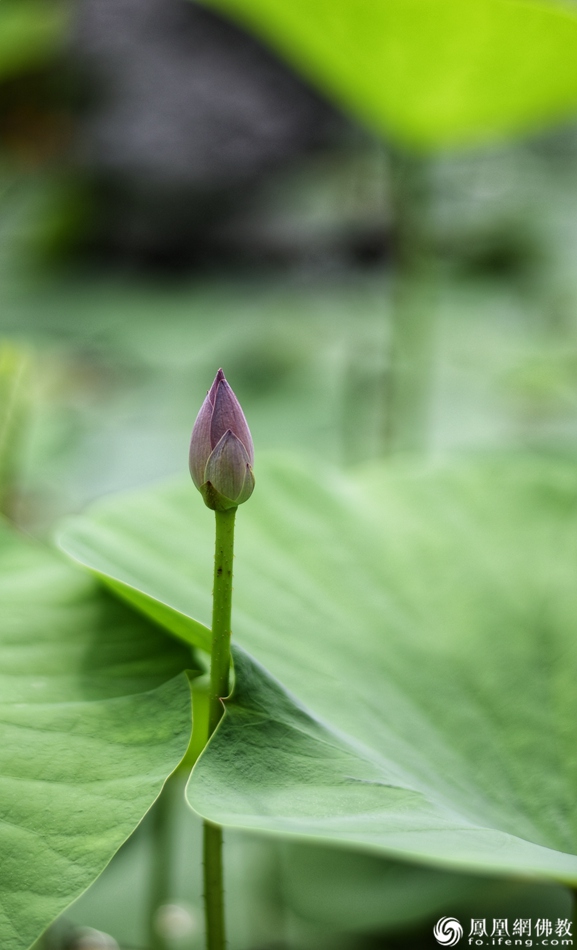 遙想宋人畫(huà)中花，今日盛開(kāi)在佛家