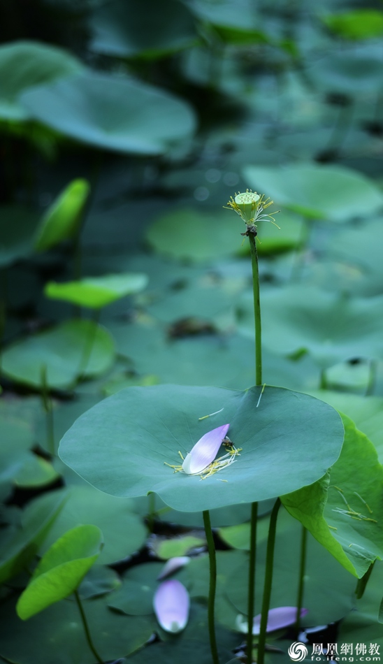 遙想宋人畫(huà)中花，今日盛開(kāi)在佛家