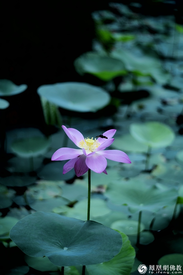 遙想宋人畫(huà)中花，今日盛開(kāi)在佛家