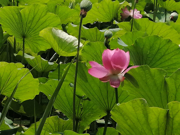 圓明園荷花開了