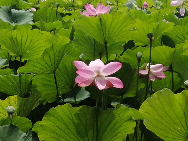 圓明園荷花開了