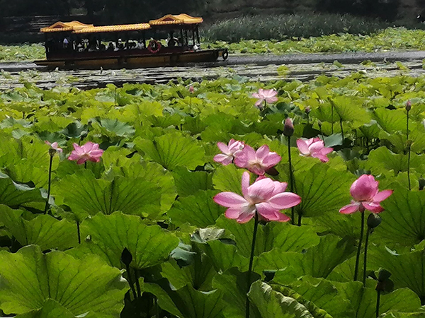 圓明園荷花開了