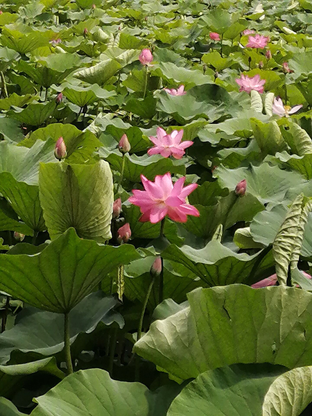 圓明園荷花開了