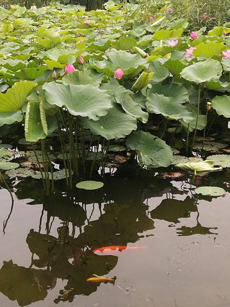 圓明園荷花開了