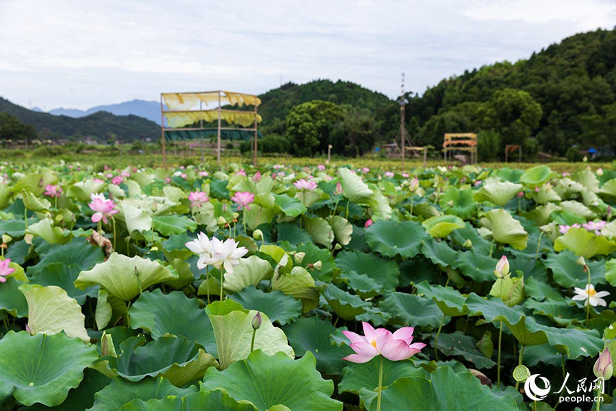 農(nóng)作物廢料變身“植染藝術品”，把福建這個鄉(xiāng)村裝扮成藝術館！