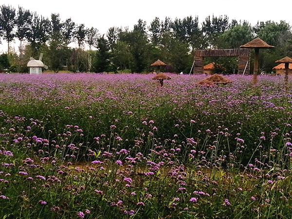 李月手機(jī)拍圖——藍(lán)調(diào)薰衣草莊園