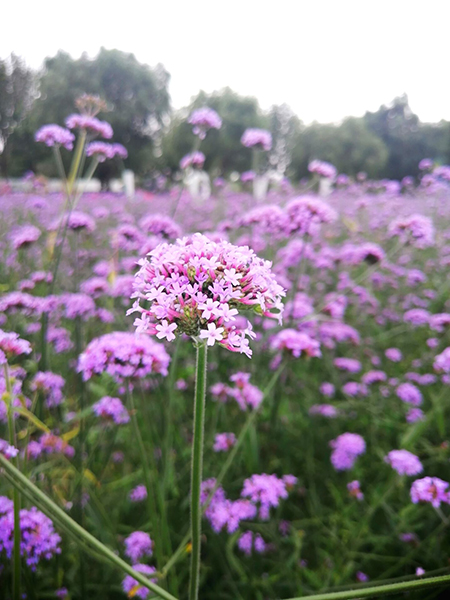 李月手機(jī)拍圖——藍(lán)調(diào)薰衣草莊園