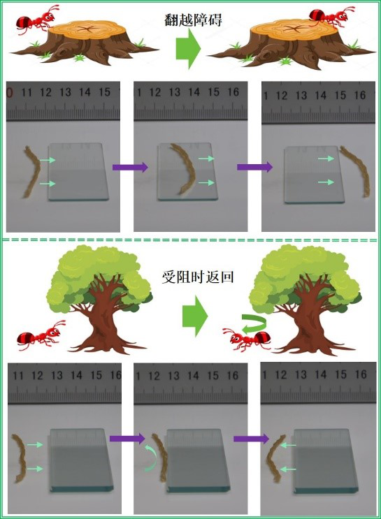 天津大學研發(fā)4D打印仿生觸覺應變自主軟體機器人