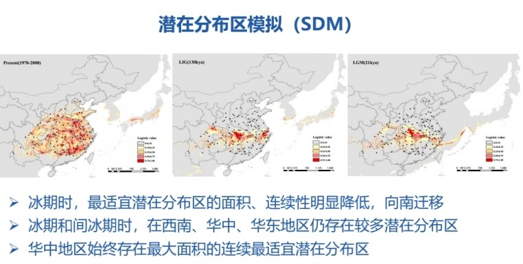 明明滿大街都是，為什么說銀杏還急需人類伸出援手？