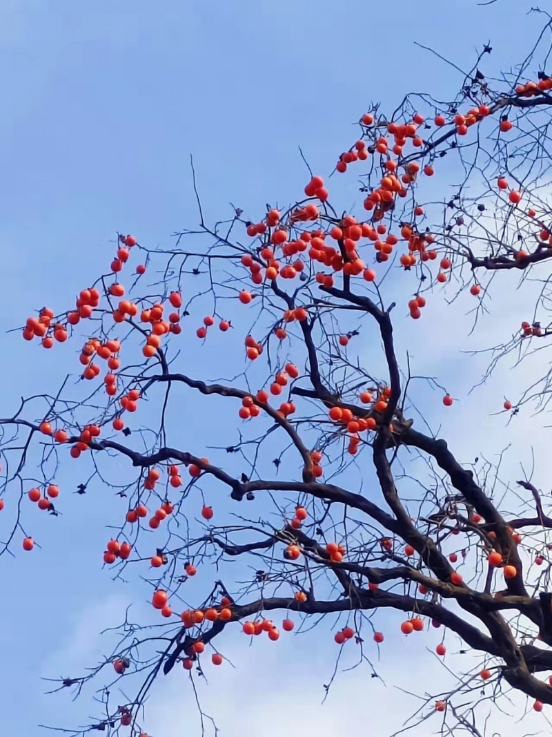 深山煙雨濃，又見(jiàn)柿子紅