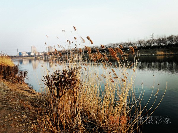 李月手機(jī)拍圖——又見蘆葦夕陽紅