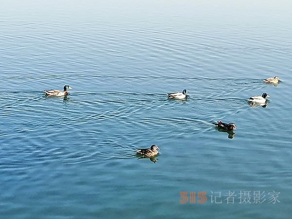 李月手機(jī)拍圖——玉淵潭公園冰開春來