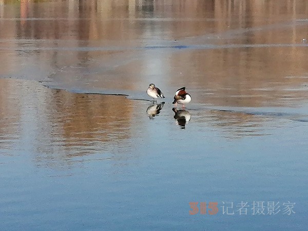 李月手機(jī)拍圖——玉淵潭公園冰開春來