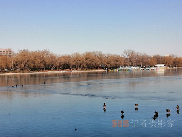 李月手機(jī)拍圖——玉淵潭公園冰開春來