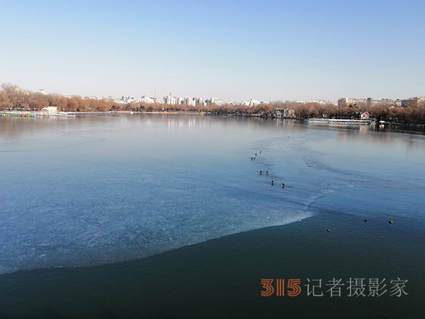 李月手機(jī)拍圖——玉淵潭公園冰開春來