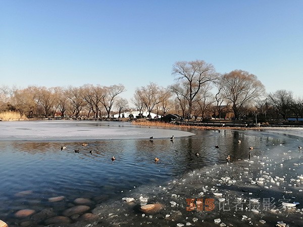 李月手機(jī)拍圖——玉淵潭公園冰開春來