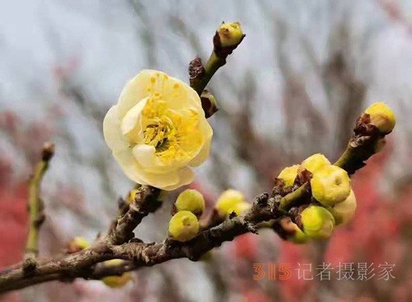 盱眙春梅開——周家鴻手機(jī)拍圖