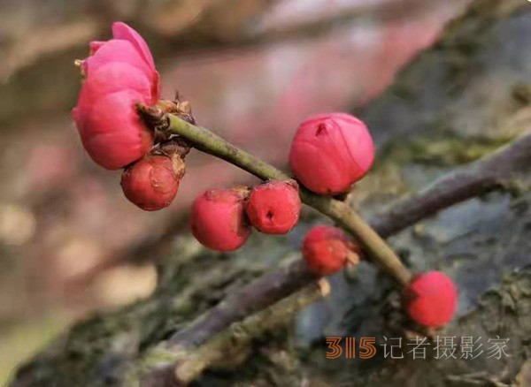 盱眙春梅開——周家鴻手機(jī)拍圖