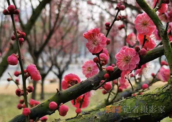 盱眙春梅開——周家鴻手機(jī)拍圖