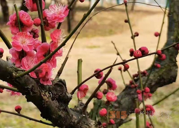 盱眙春梅開——周家鴻手機(jī)拍圖