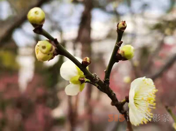 盱眙春梅開——周家鴻手機(jī)拍圖