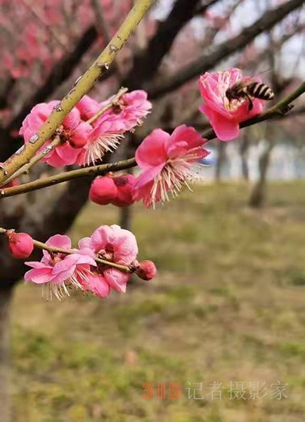 盱眙春梅開——周家鴻手機(jī)拍圖