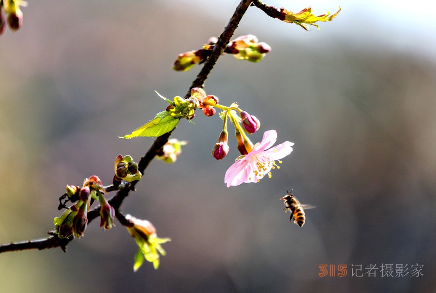 江西武寧：萬株櫻花綻放 靜待游客賞花