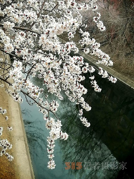 十里堡山桃花