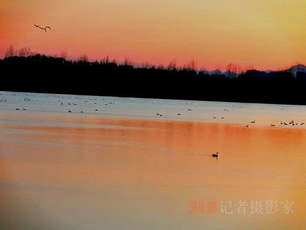 春日夕陽下的大雁天鵝