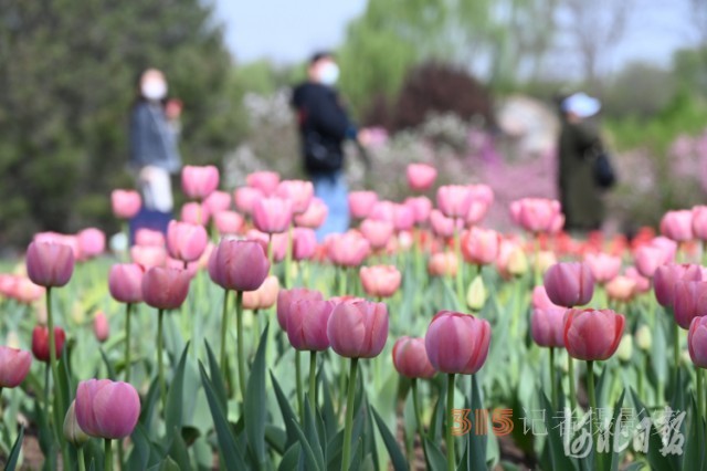 河北石家莊市植物園第十六屆郁金香文化節(jié)開幕