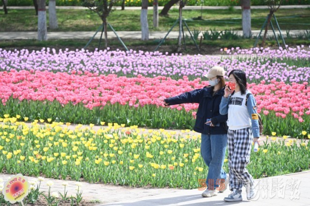 河北石家莊市植物園第十六屆郁金香文化節(jié)開幕