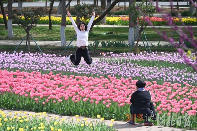 河北石家莊市植物園第十六屆郁金香文化節(jié)開幕