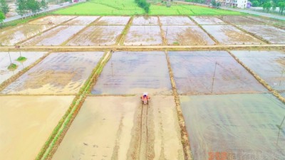 江西豐城：“三大平臺(tái)”顯能手 種糧大戶不再“愁”