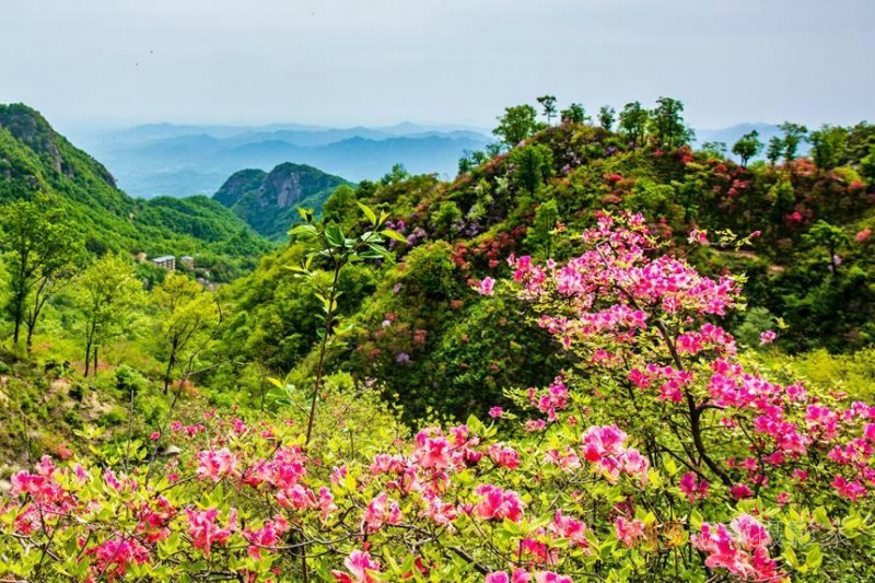 河南魯山：杜鵑花開(kāi)滿山崗 