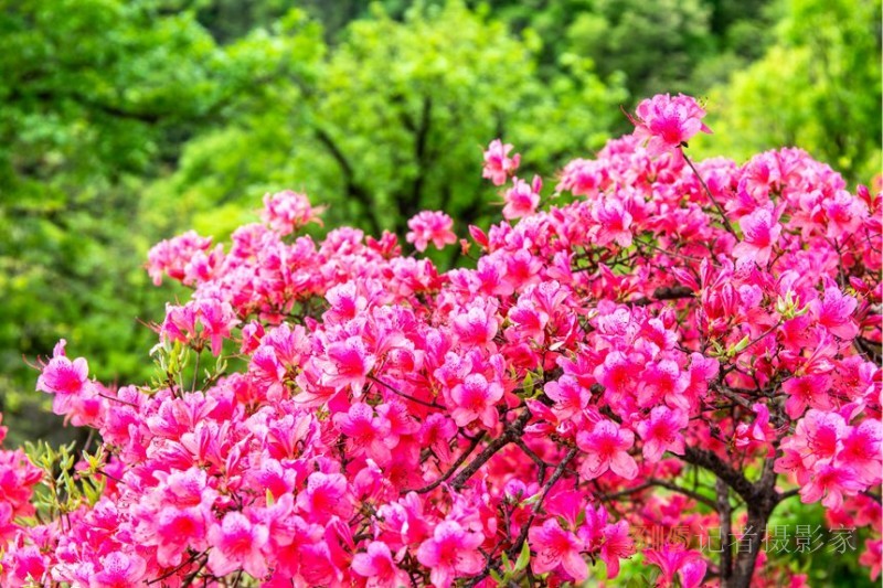 河南魯山：杜鵑花開(kāi)滿山崗 