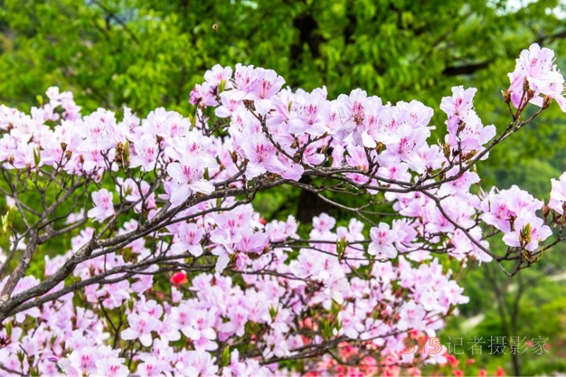 河南魯山：杜鵑花開(kāi)滿山崗 