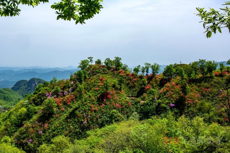 河南魯山：杜鵑花開(kāi)滿山崗 