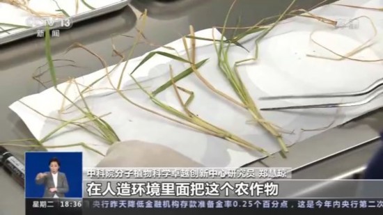 神十四乘組帶回植物種子 “太空植物”生長有何奧秘？