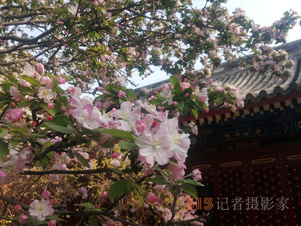 花開法源寺——李月手機(jī)拍圖